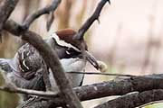 Chestnut-crowned Babbler (Pomatostomus ruficeps)